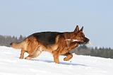 BERGER ALLEMAND 442